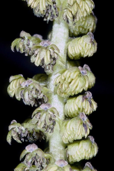 Imperfect flowers (male) [Juglans regia; Juglandaceae]